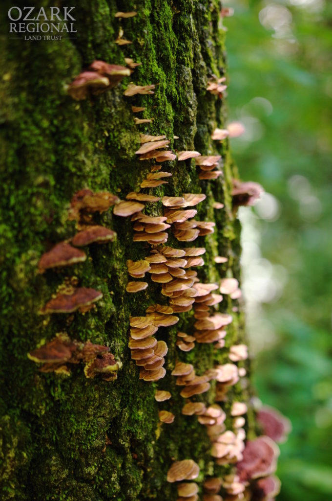 Red fungus growing on a rich green tree