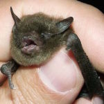 A small Indiana Bat in a hand