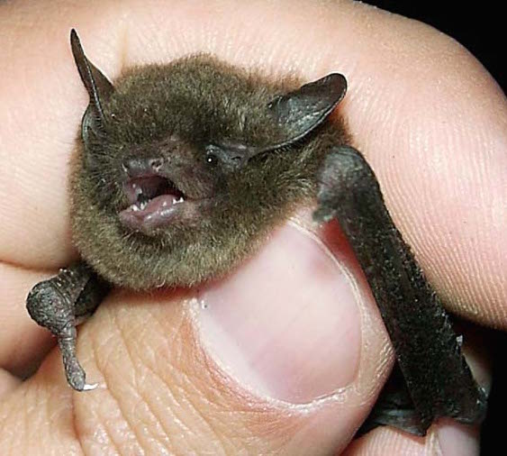 A small Indiana Bat in a hand