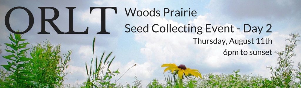 Woods prairie flowers and sky