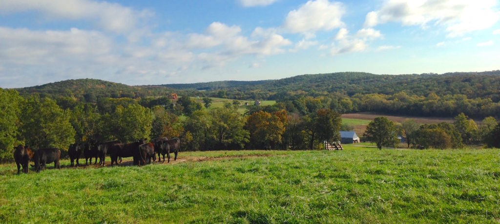 Rolling Ozark Hills on a small cattle farm near Gsconade River