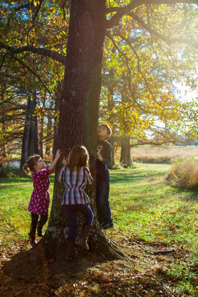 children-climb-a-tree-at-sunset