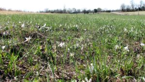 Woods Prairie After Burn 2017