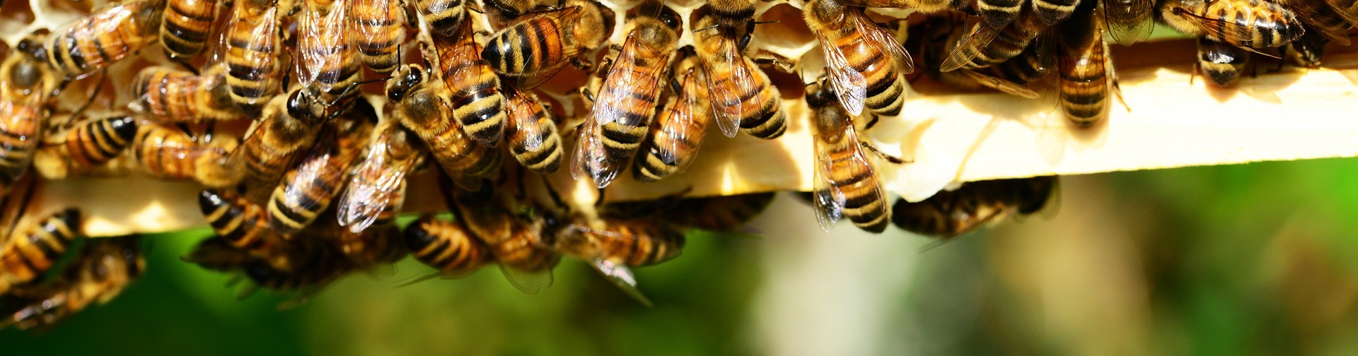 saint abigail of beekeeping