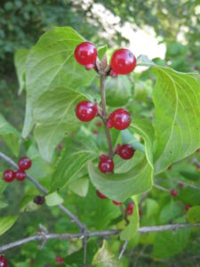 bush honeysuckle berries