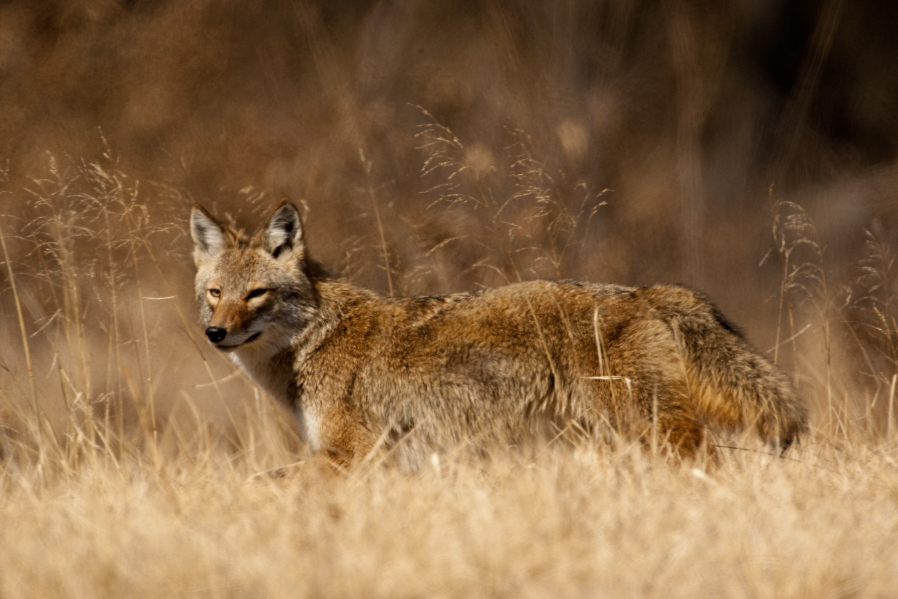 Ozark Coyote