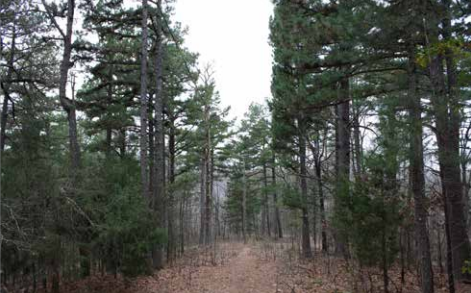 A serene forest trail with tall trees and a dirt path winding through the woods.