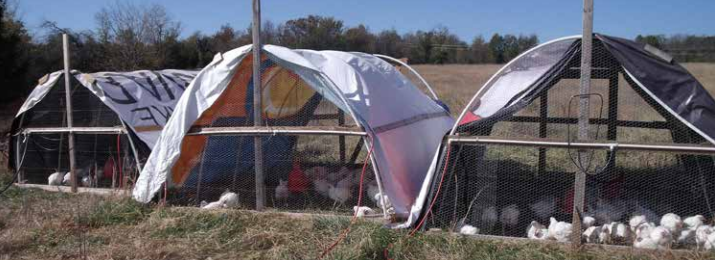 Chickens pecking and clucking under tents at New Pear Farm in AR.